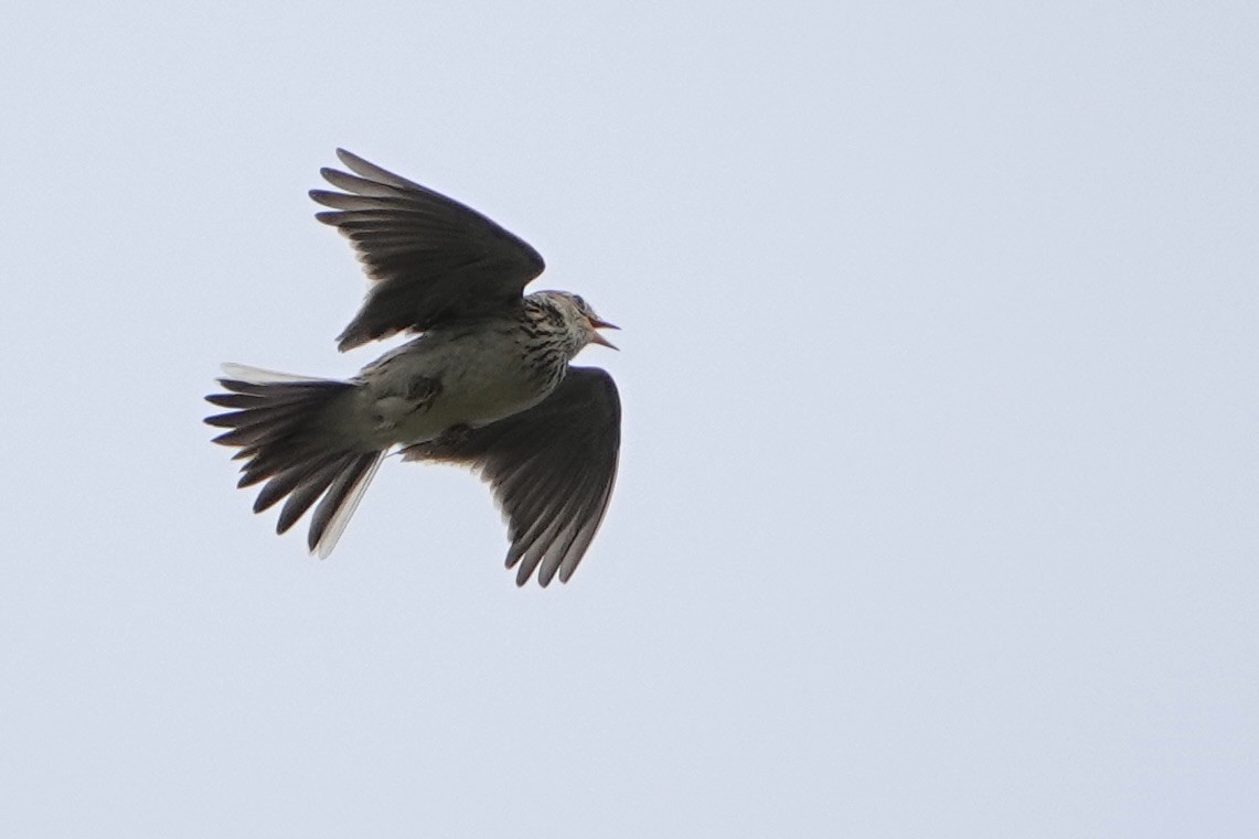 Eurasian Skylark - ML618029029