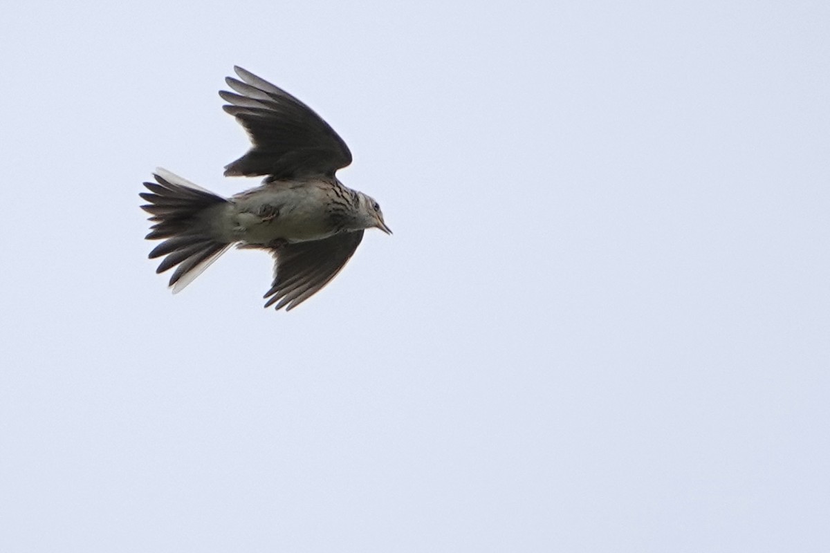 Eurasian Skylark - David Oulsnam