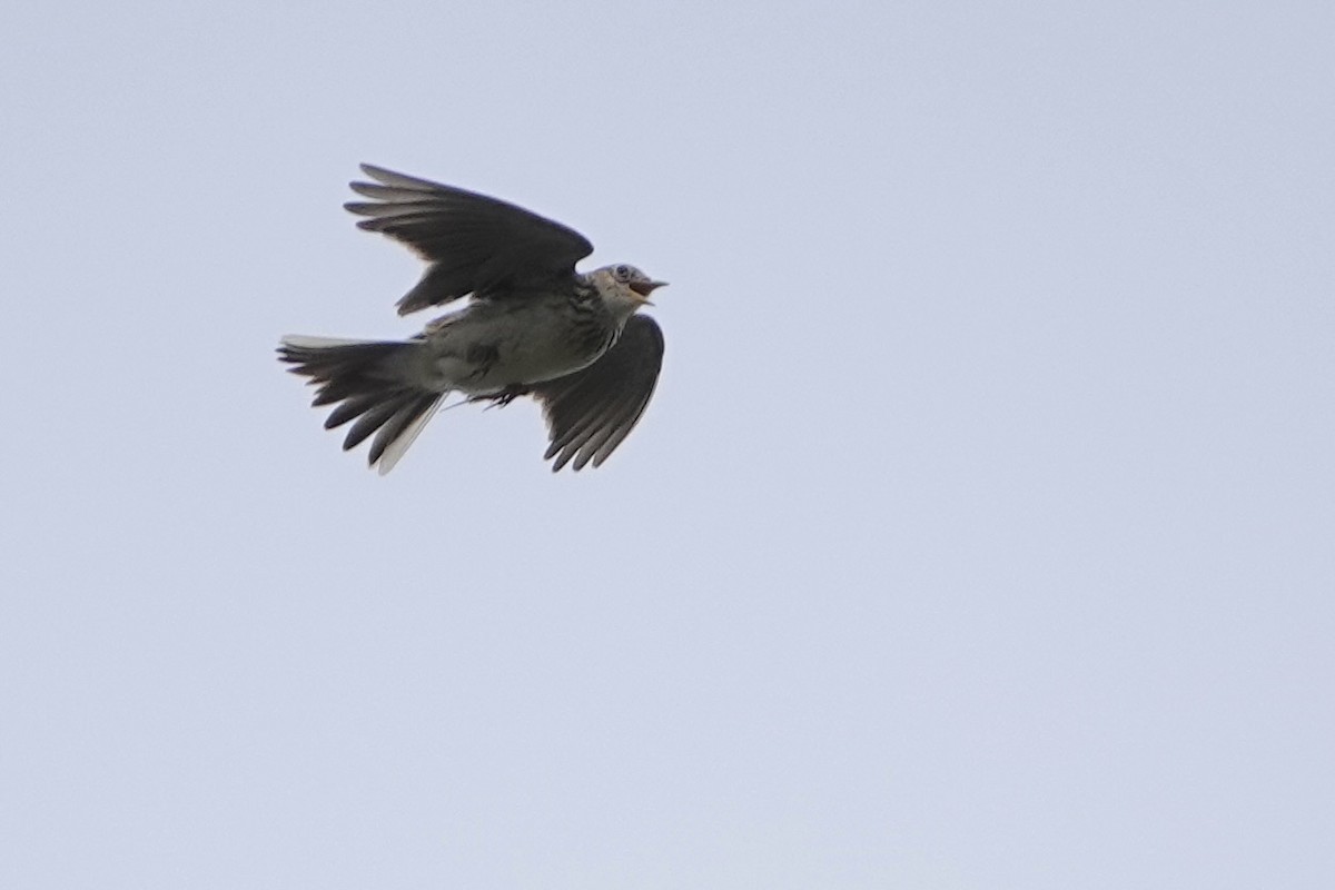 Eurasian Skylark - ML618029031