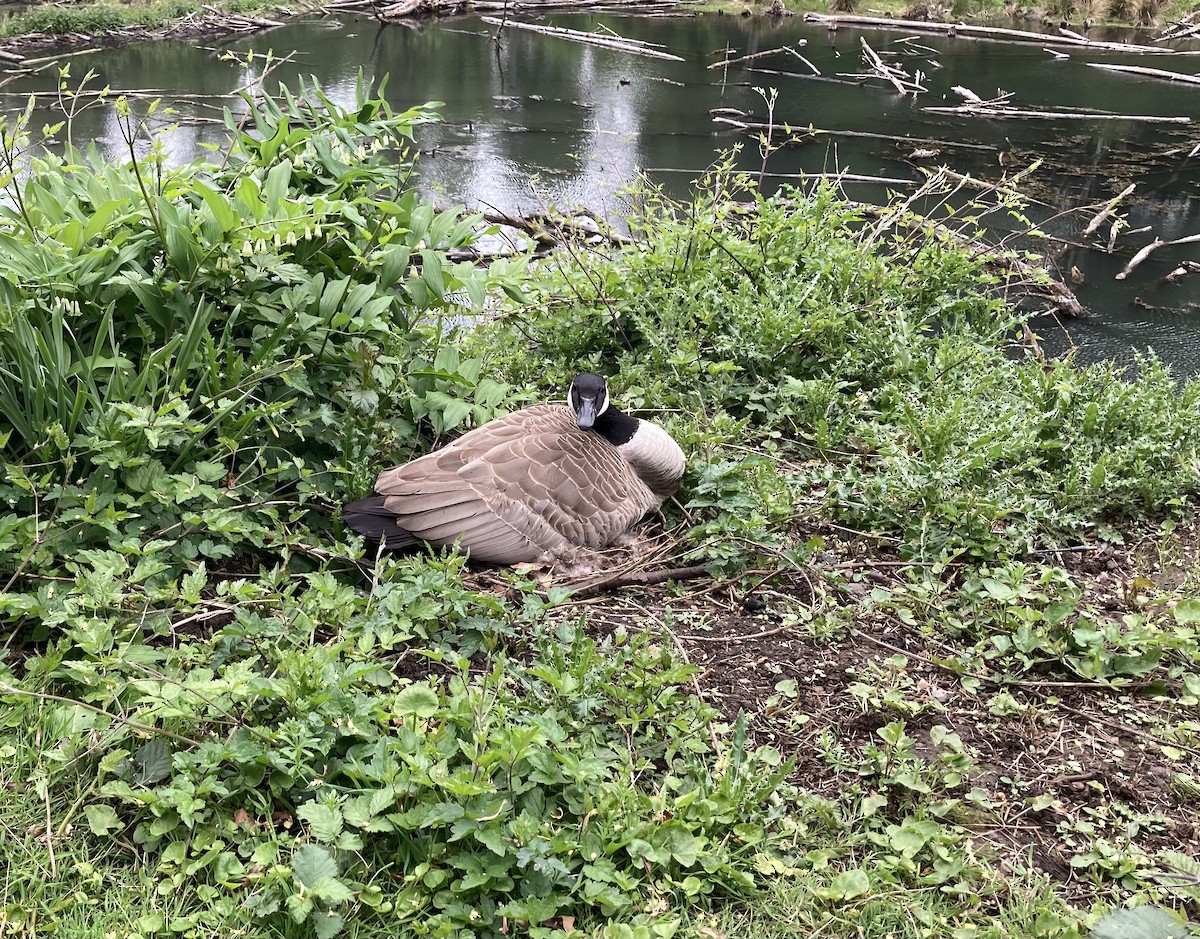 Canada Goose - ML618029088