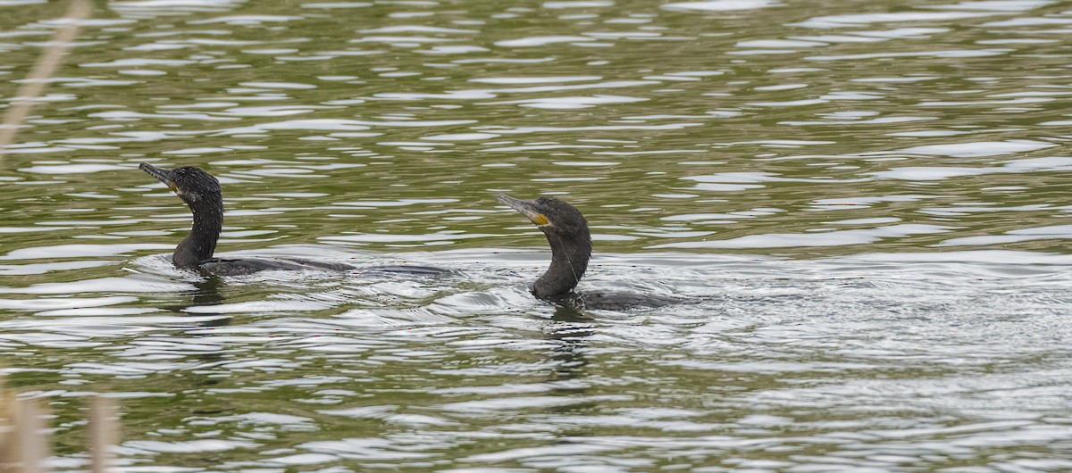 Neotropic Cormorant - ML618029097