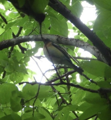 Lazuli Bunting - Amy Summerfelt