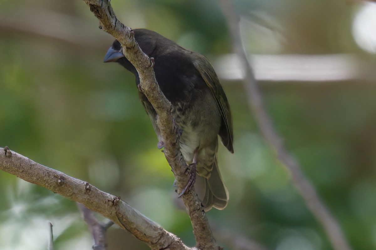 Black-faced Grassquit - Richard Peters