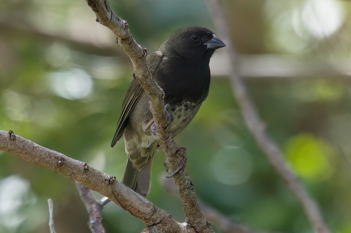 Black-faced Grassquit - Richard Peters