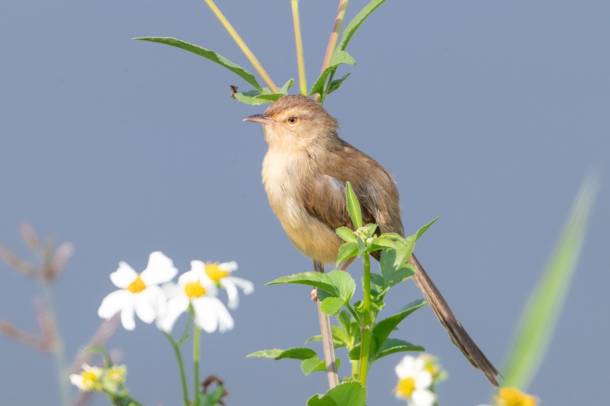 Plain Prinia - Guido Van den Troost