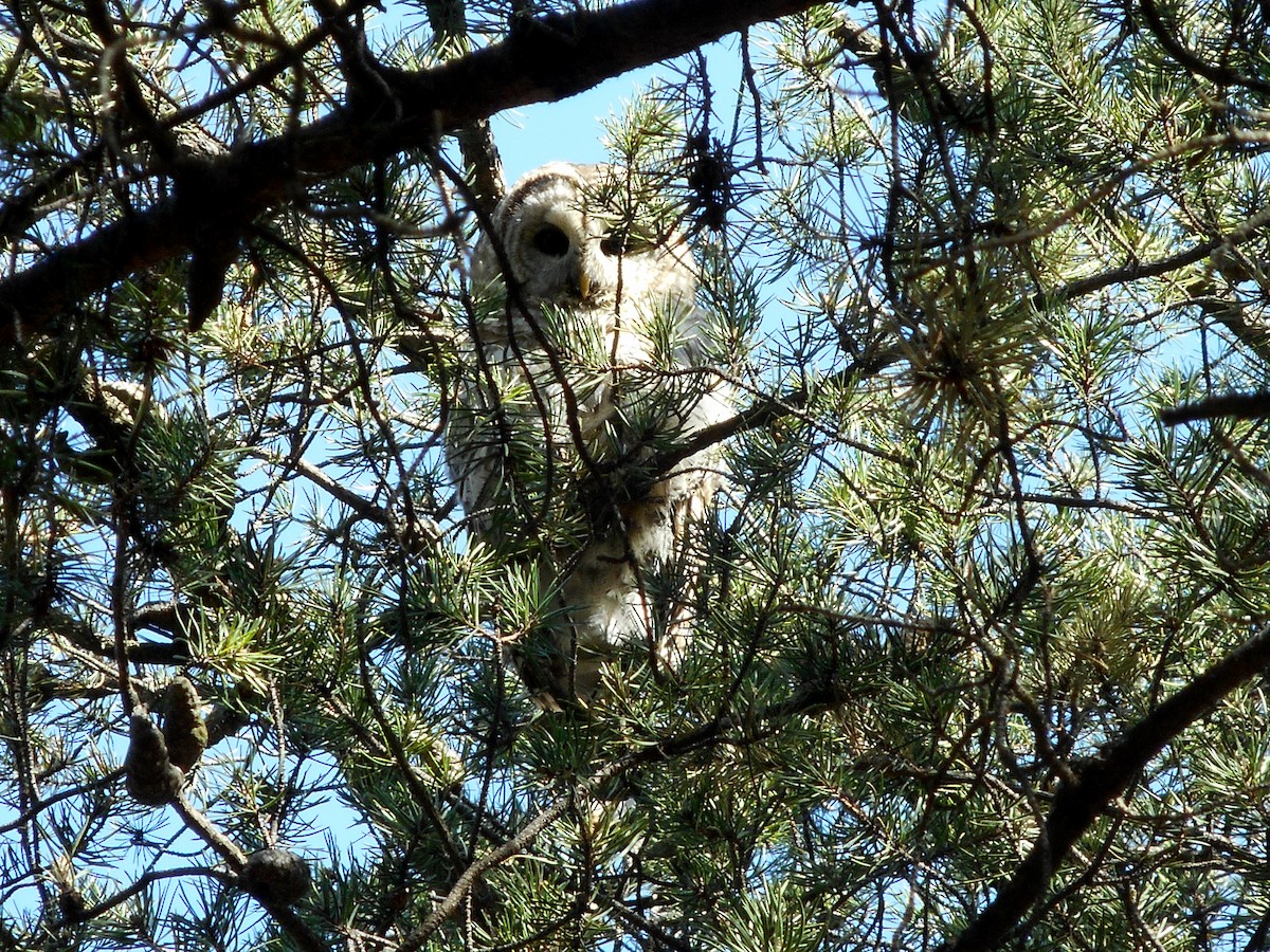 Barred Owl - Martine Giroux