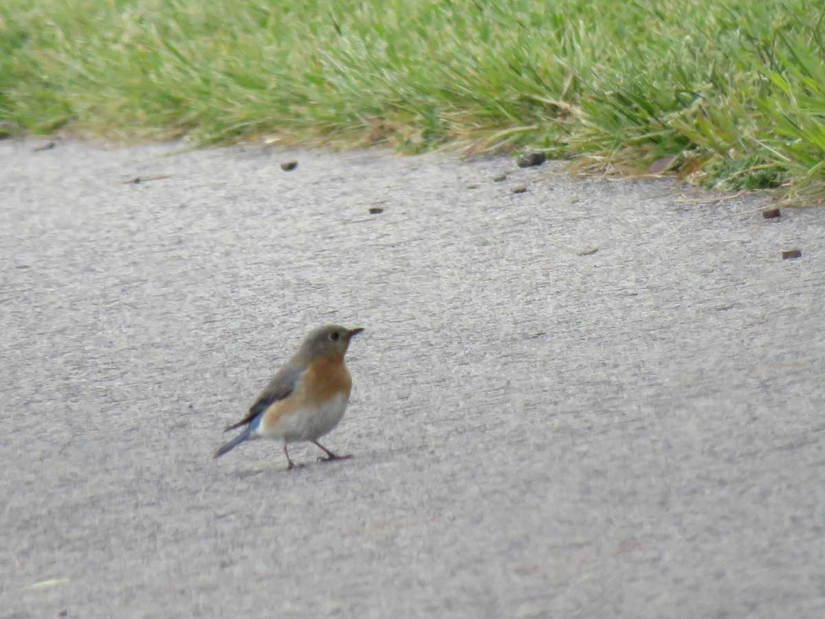 Eastern Bluebird - Debbie Beer