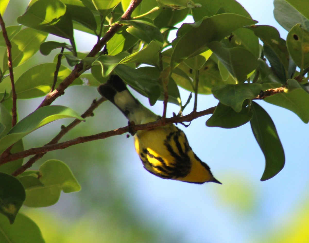 Magnolia Warbler - ML618029168