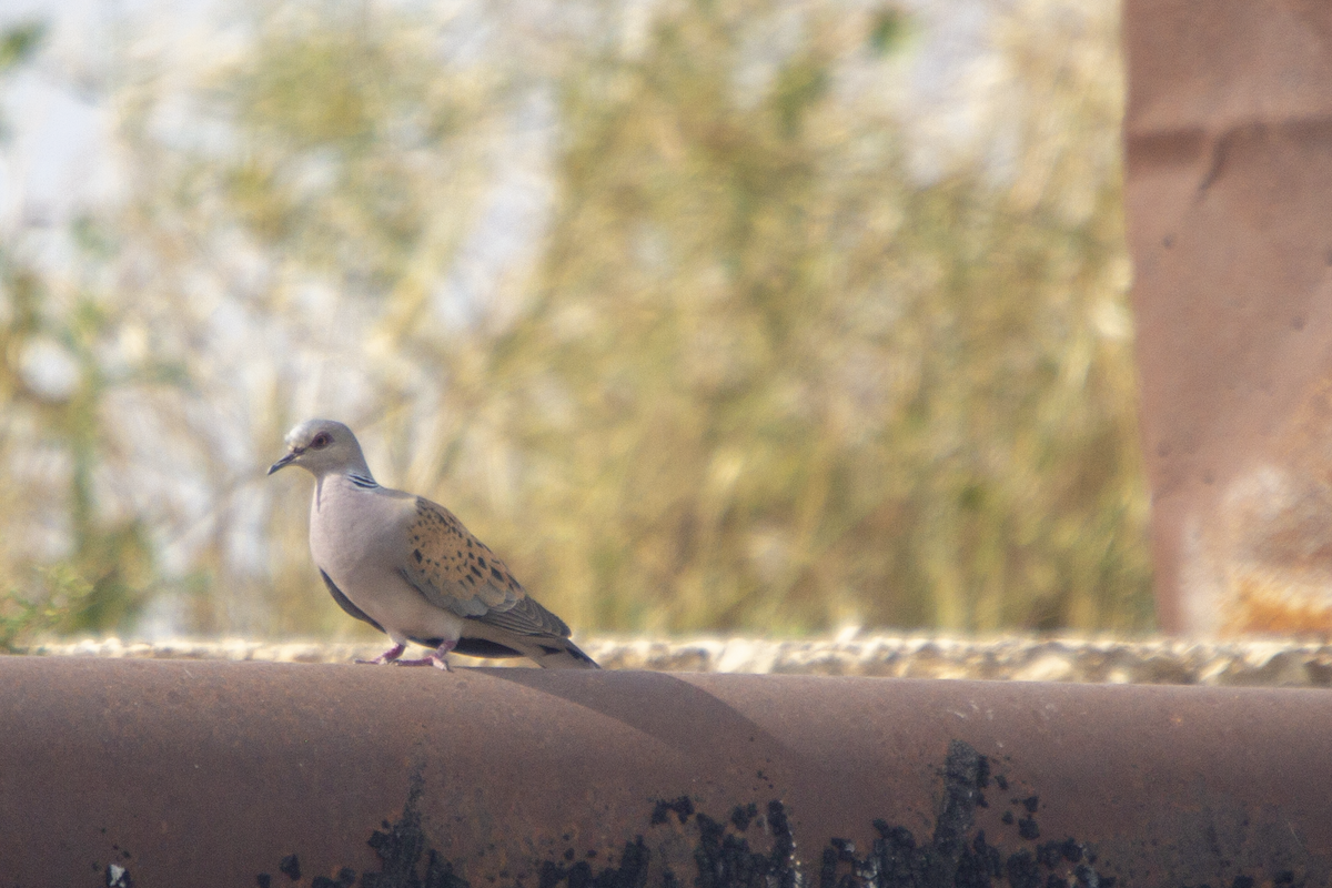 European Turtle-Dove - Idan Shem tov