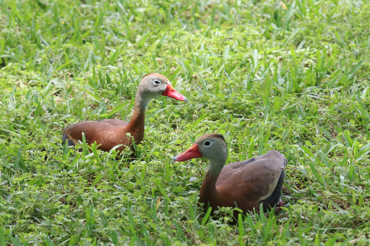 Black-bellied Whistling-Duck - ML618029183