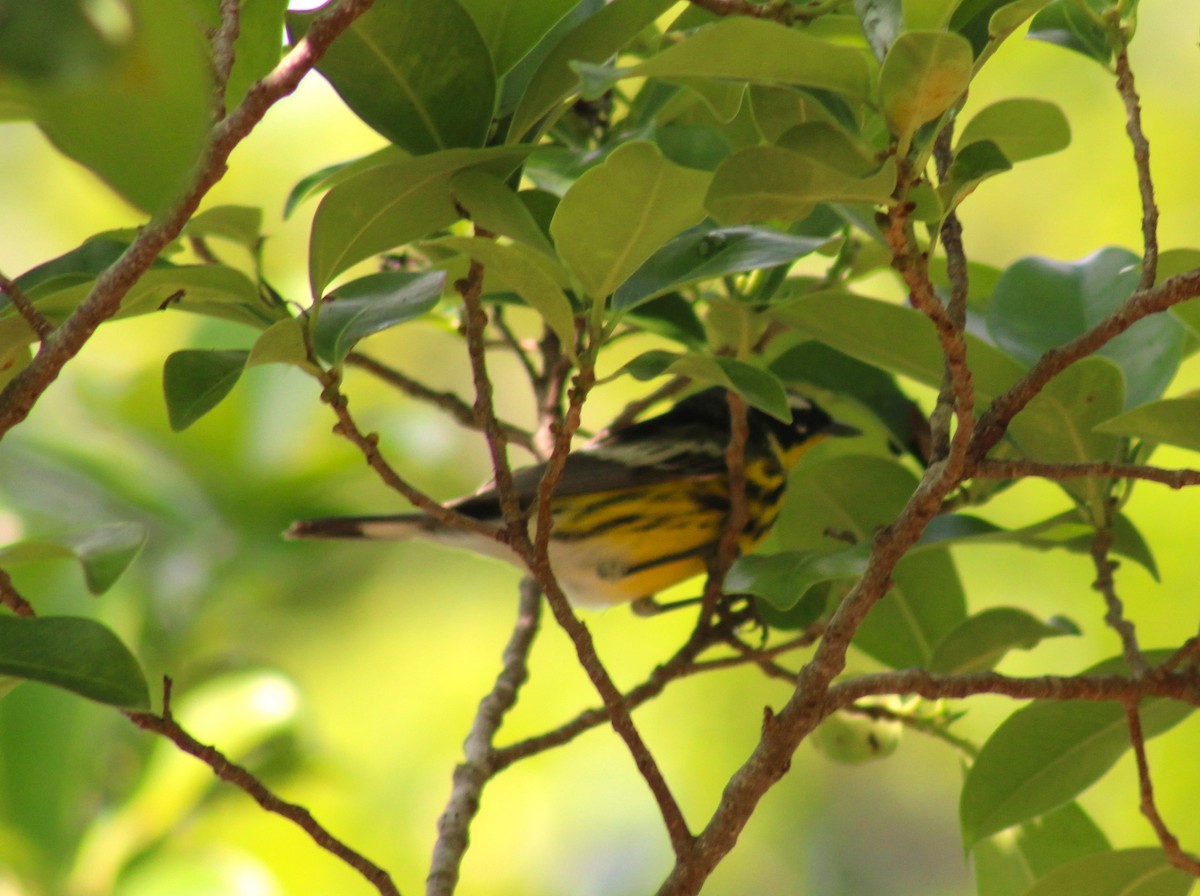 Magnolia Warbler - ML618029213