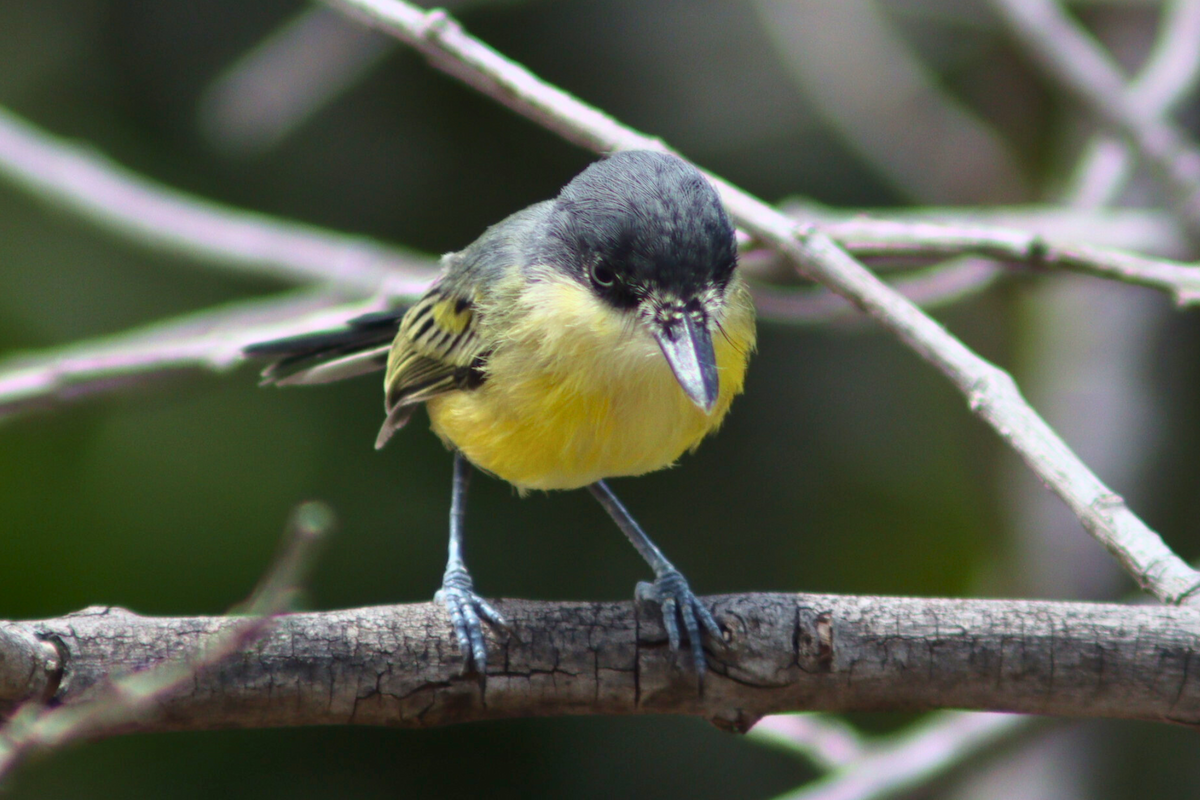 Common Tody-Flycatcher - ML618029252
