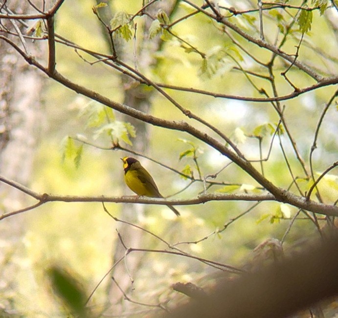 Hooded Warbler - ML618029259