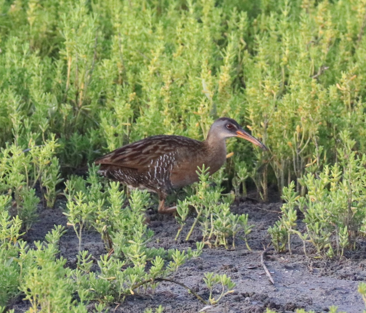 Clapper Rail - ML618029276