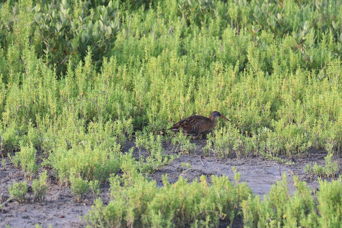 Clapper Rail - ML618029280