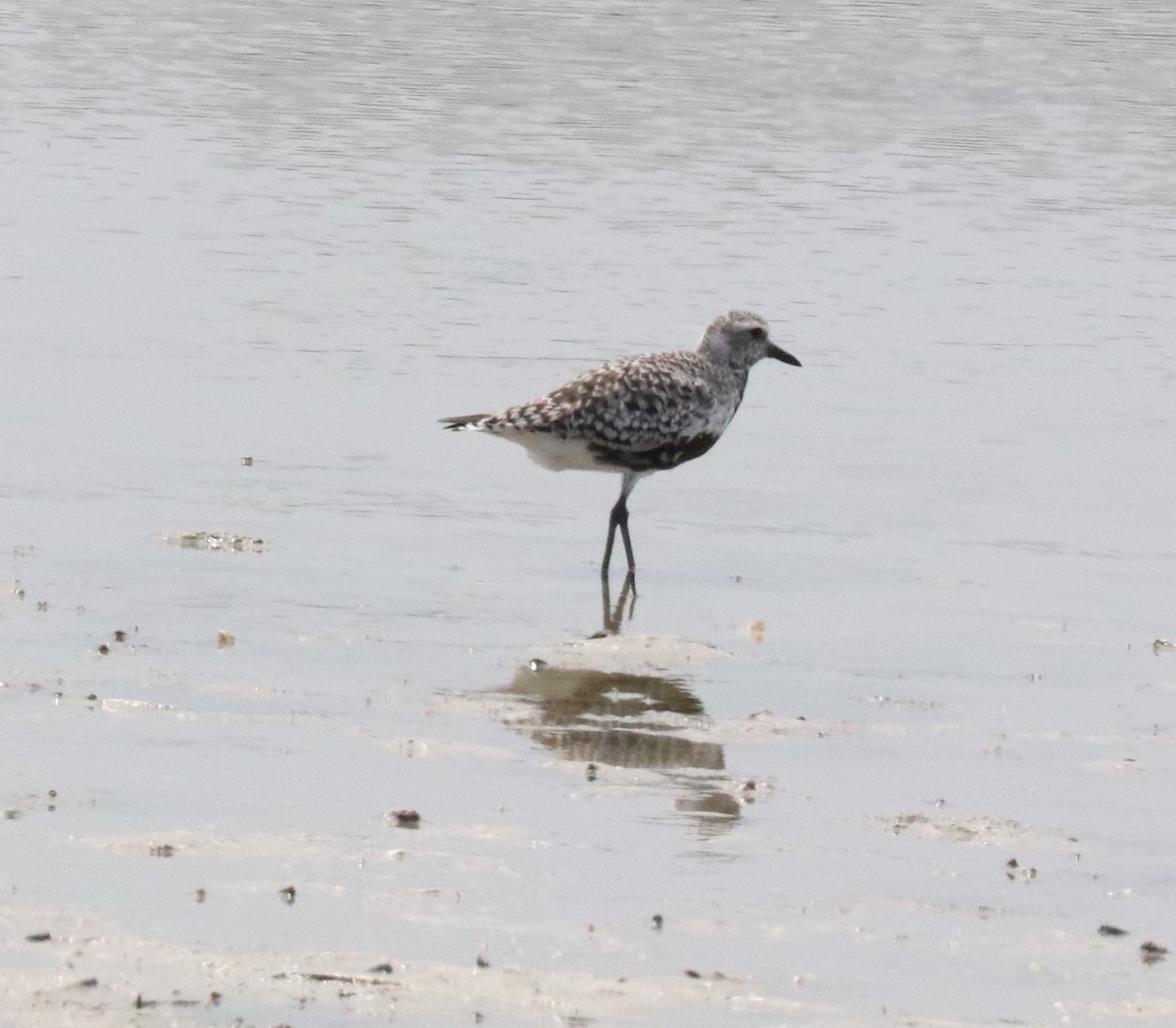 Black-bellied Plover - ML618029310