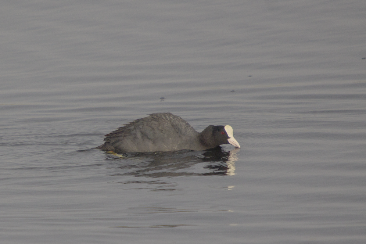 Eurasian Coot - ML618029314