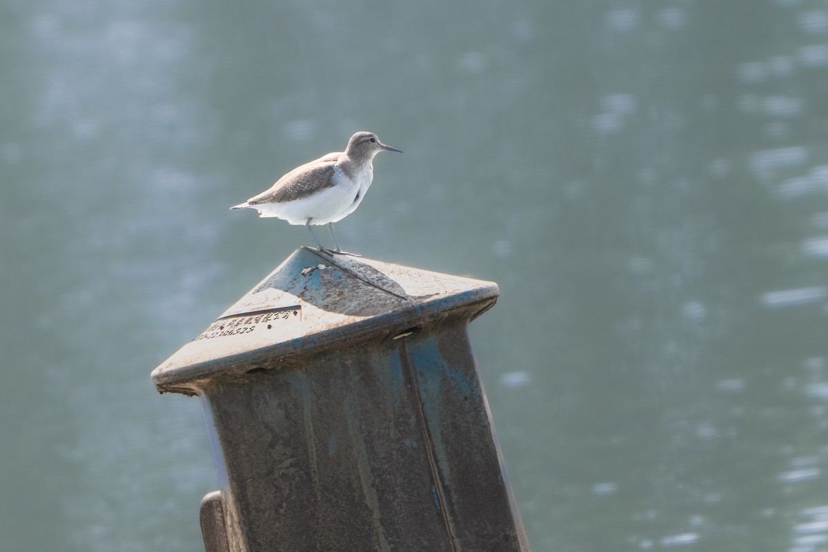 Common Sandpiper - Guido Van den Troost