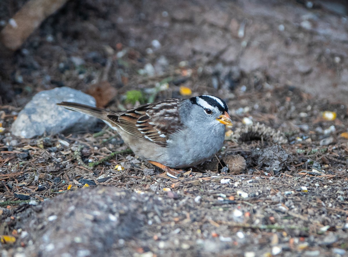 strnadec bělopásý (ssp. gambelii) - ML618029320