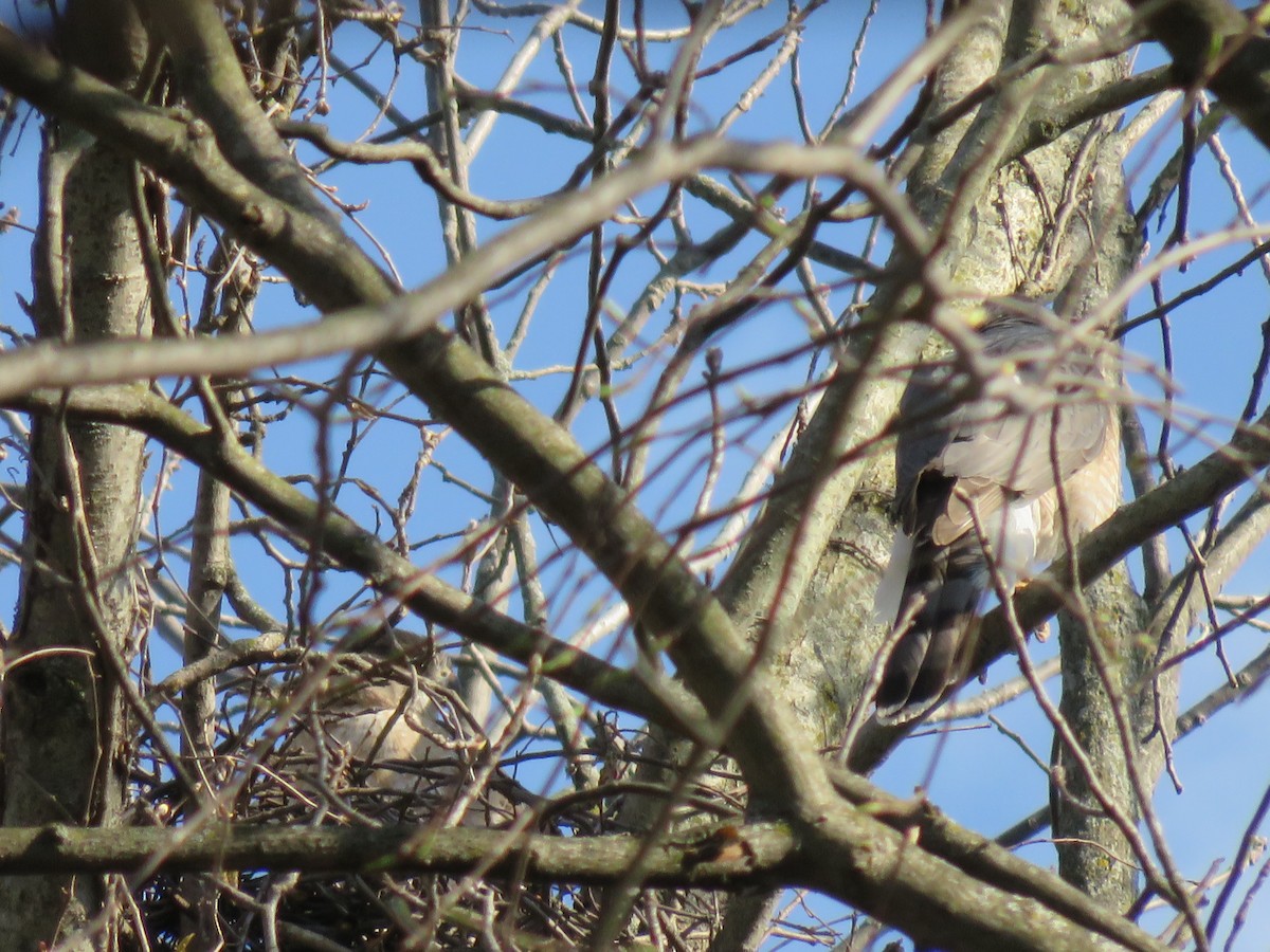 Cooper's Hawk - John DePaul