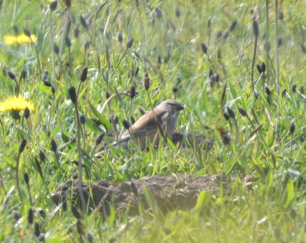 Eurasian Linnet - Mike Tuer