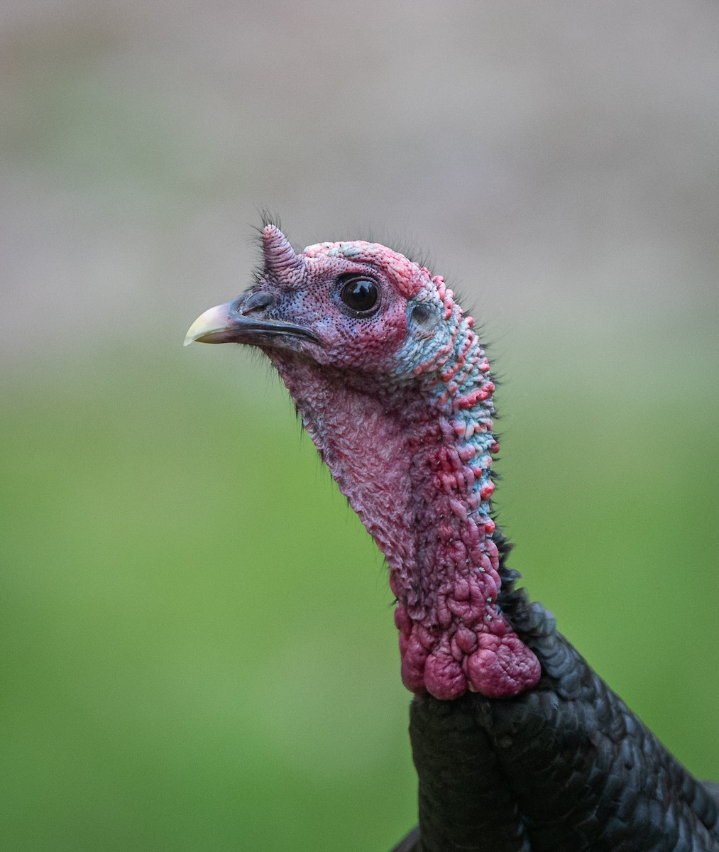 Wild Turkey - ML618029368