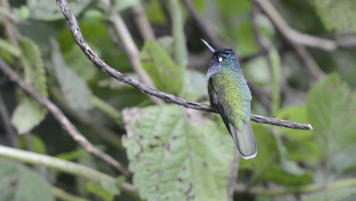 Colibri à queue mi-blanche - ML618029375