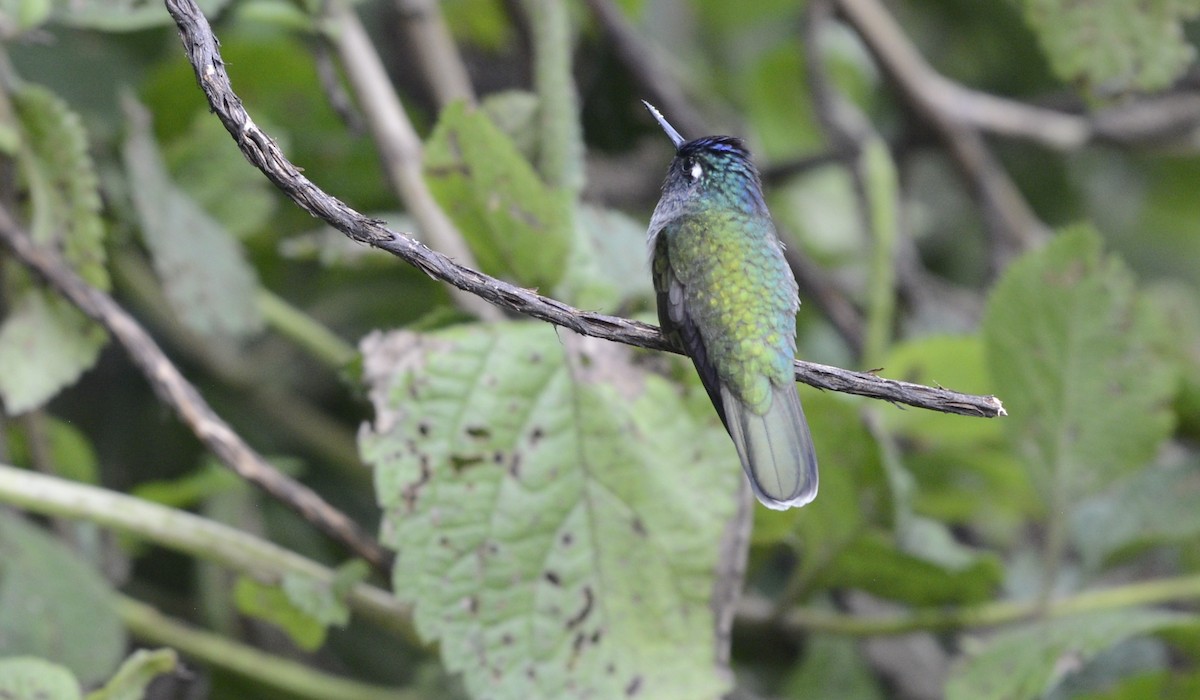kolibřík ekvádorský - ML618029388