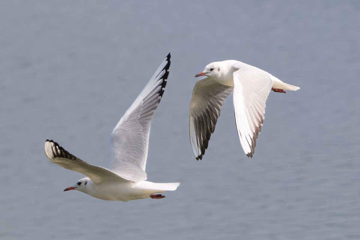 Black-headed Gull - Guido Van den Troost