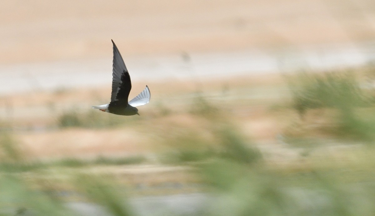 Black Tern - ML618029397