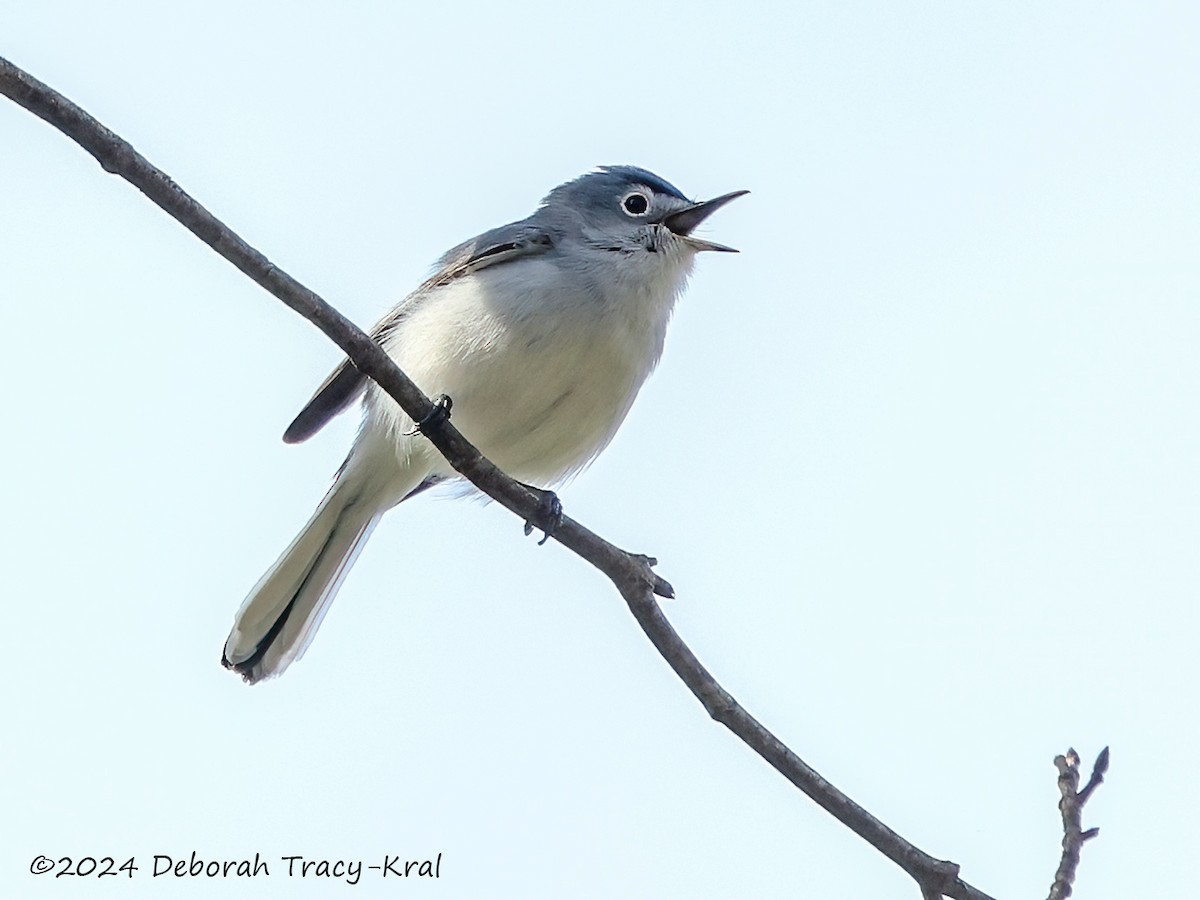 Blue-gray Gnatcatcher - ML618029405