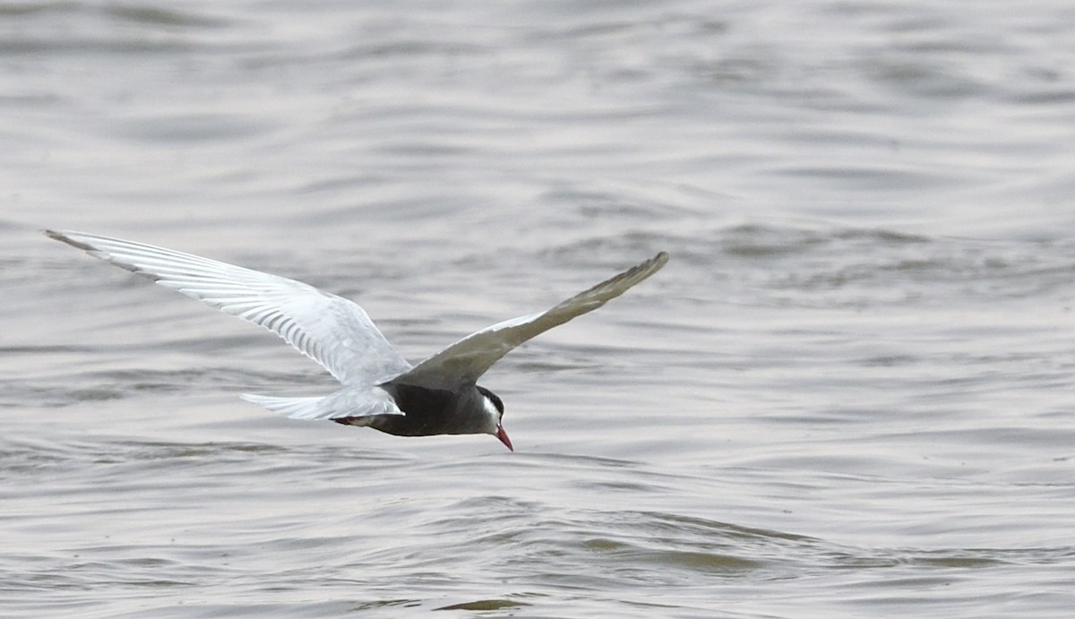 Whiskered Tern - ML618029410