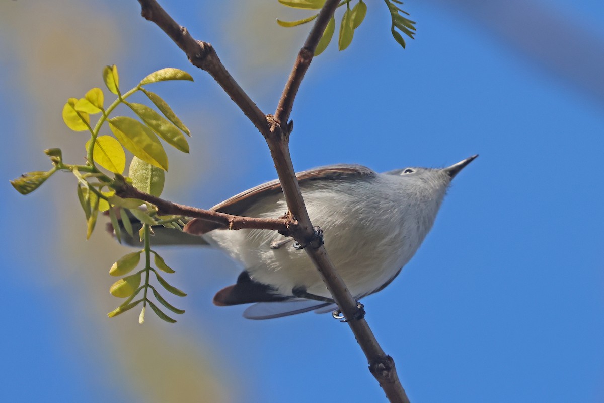 Blue-gray Gnatcatcher - ML618029428