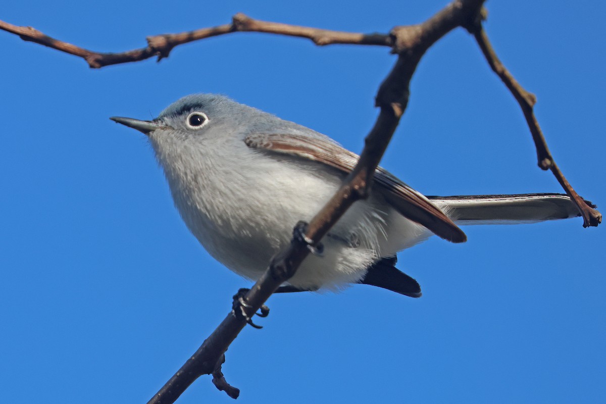 Blue-gray Gnatcatcher - ML618029429