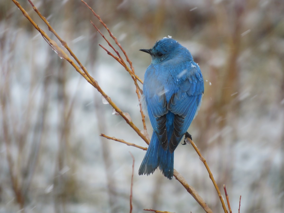 Mountain Bluebird - Michael Britten