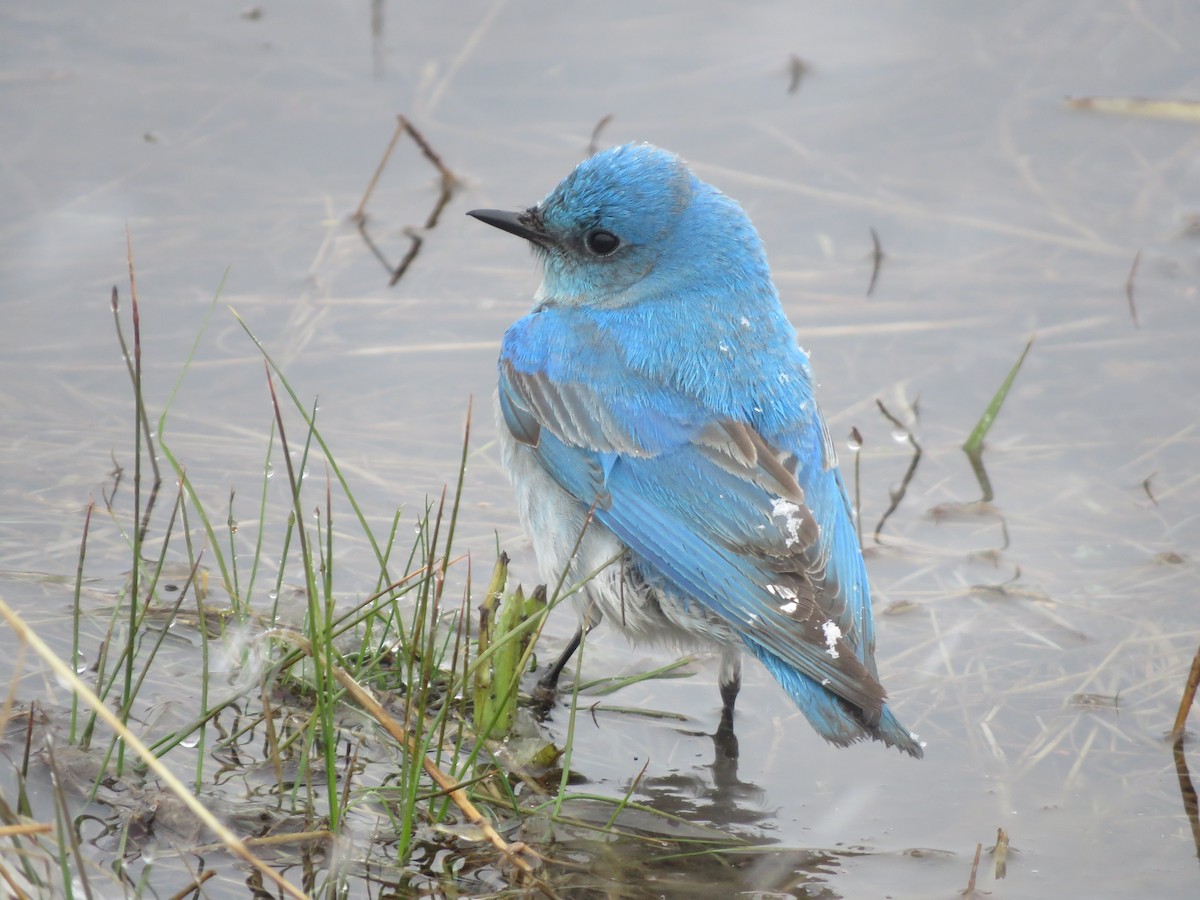 Mountain Bluebird - Michael Britten