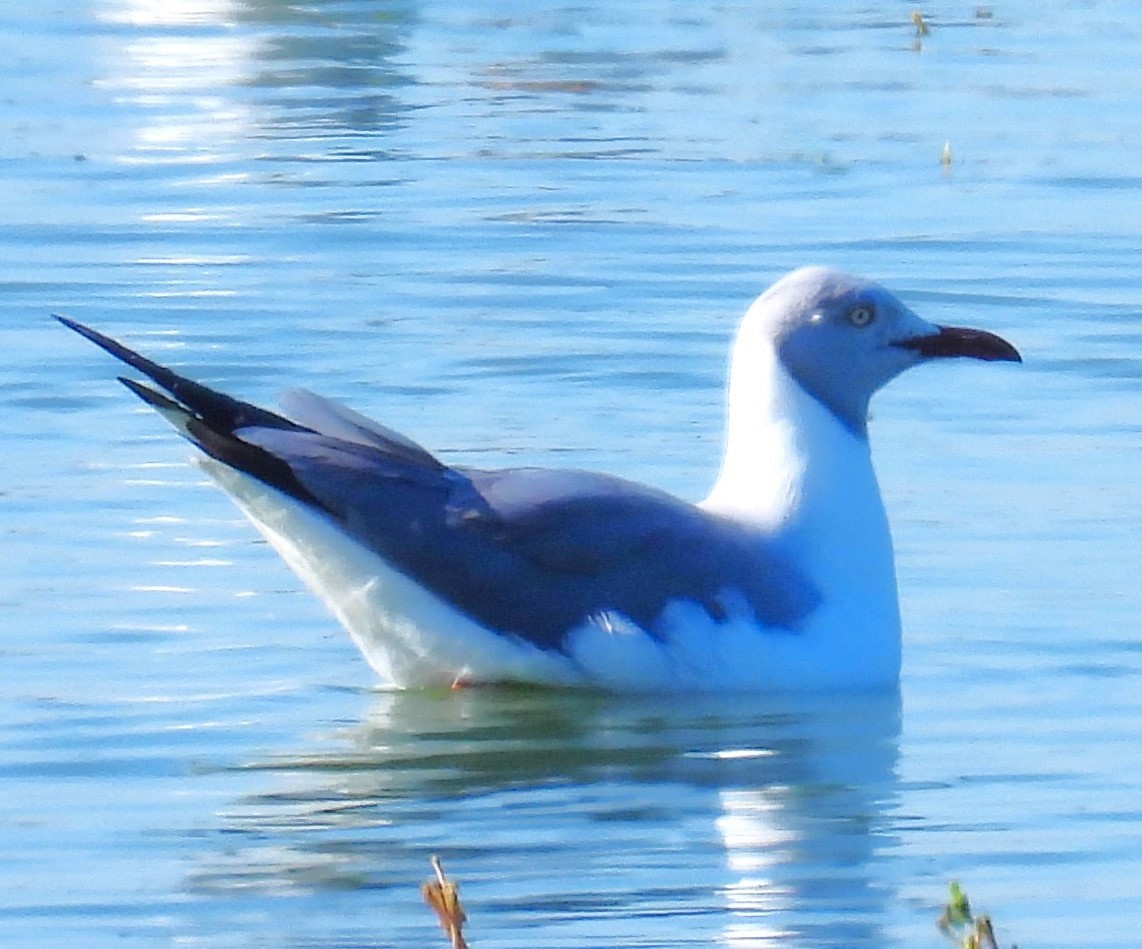 Mouette à tête grise - ML618029486