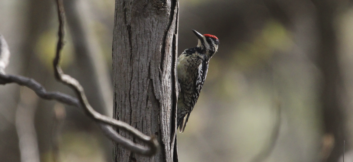 Yellow-bellied Sapsucker - Kelli Bahls