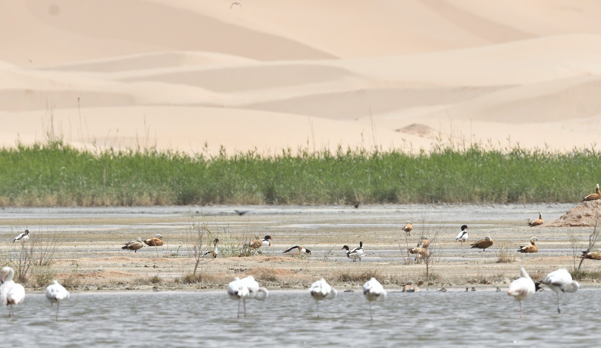 Common Shelduck - ML618029533