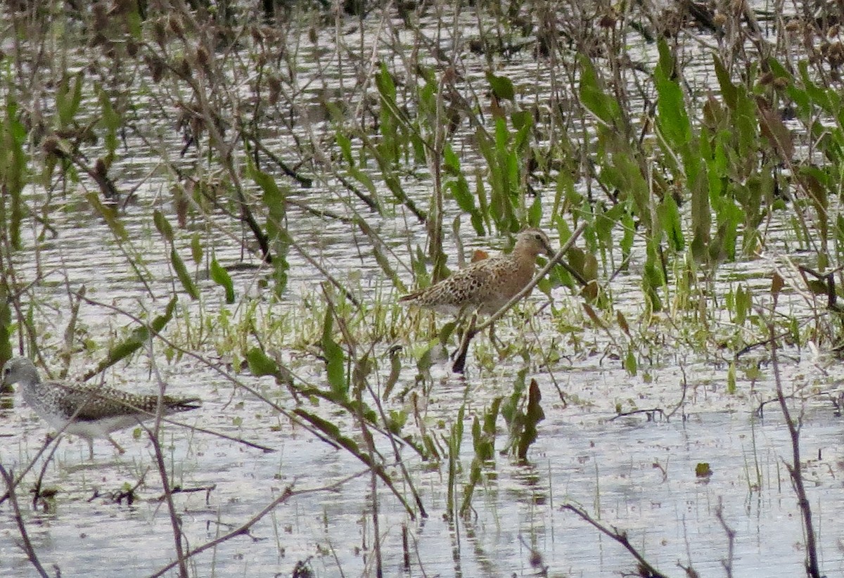 kortnebbekkasinsnipe - ML618029538