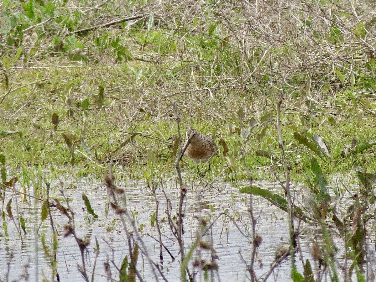 Short-billed Dowitcher - ML618029539