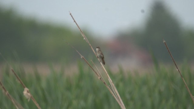 Savi's Warbler - ML618029557