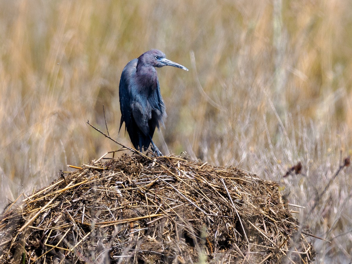 Little Blue Heron - ML618029575