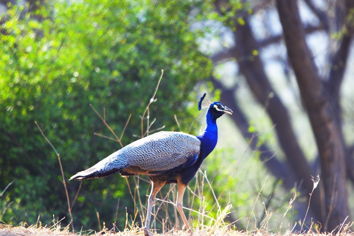 Indian Peafowl - Atmadip Ray