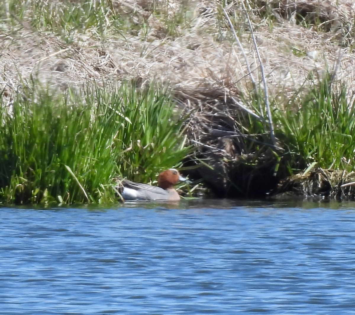 Eurasian Wigeon - ML618029626