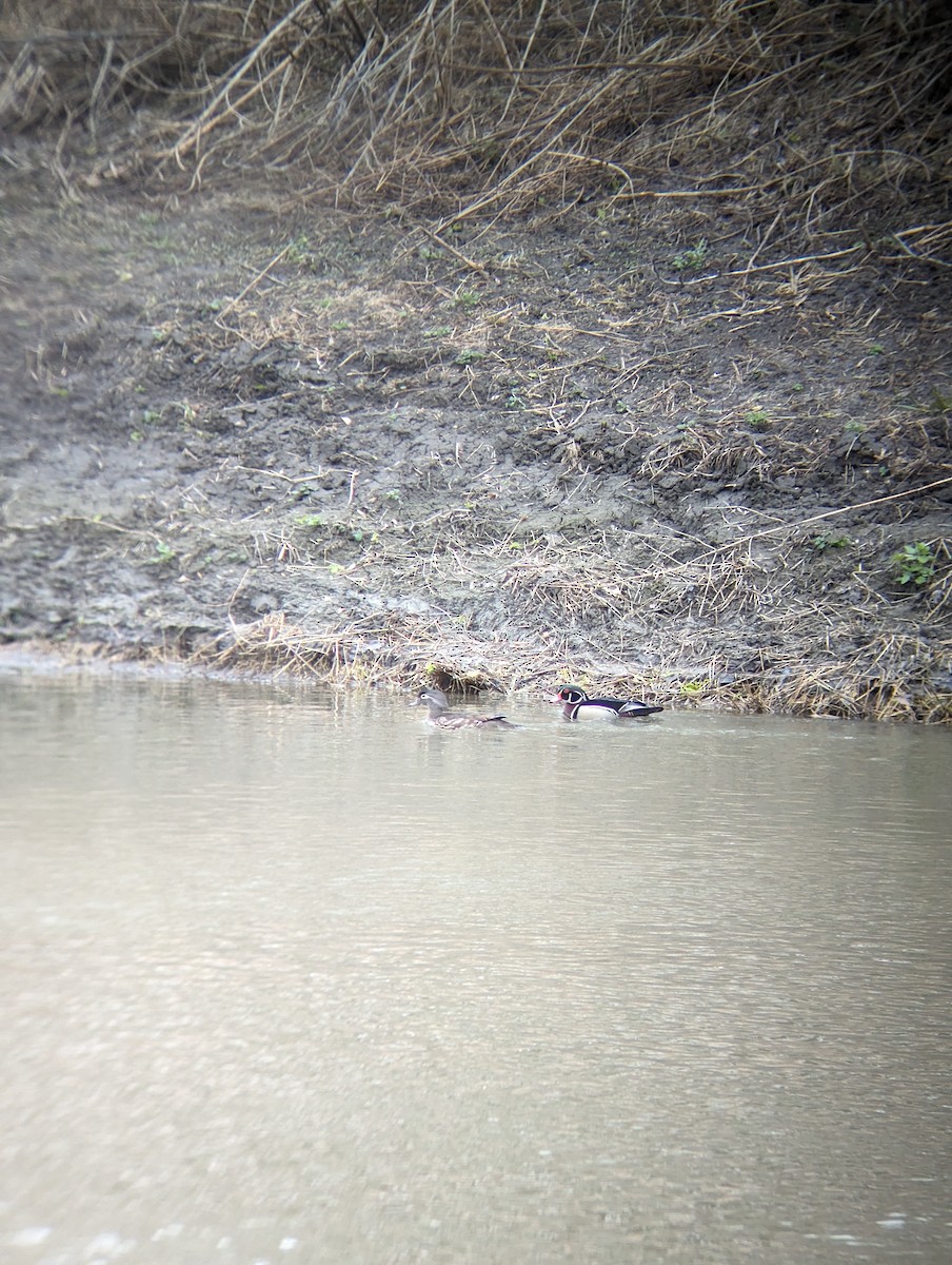 Wood Duck - ML618029649