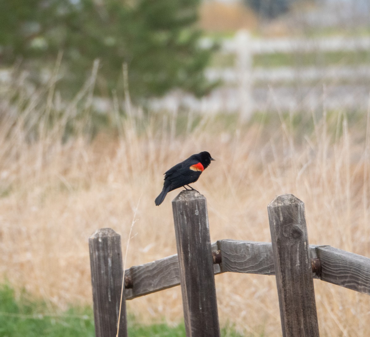Red-winged Blackbird - Alexander Markell