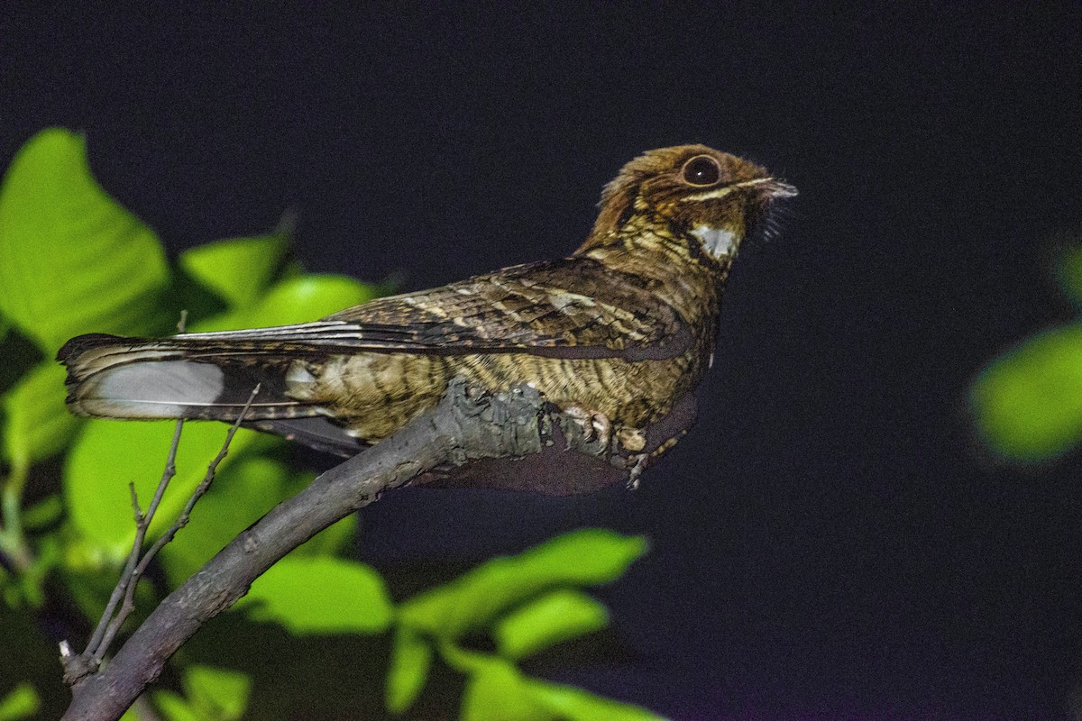 Jerdon's Nightjar - ML618029716