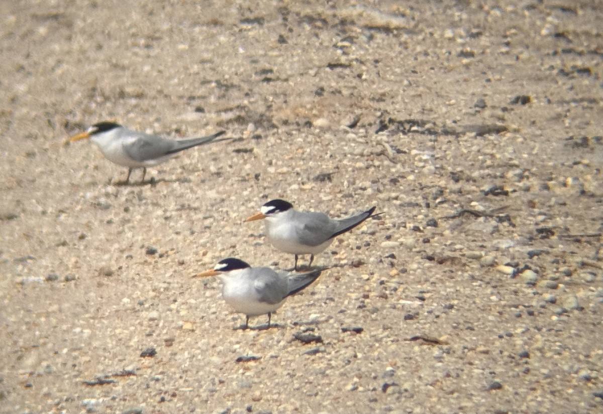 Least Tern - ML618029749