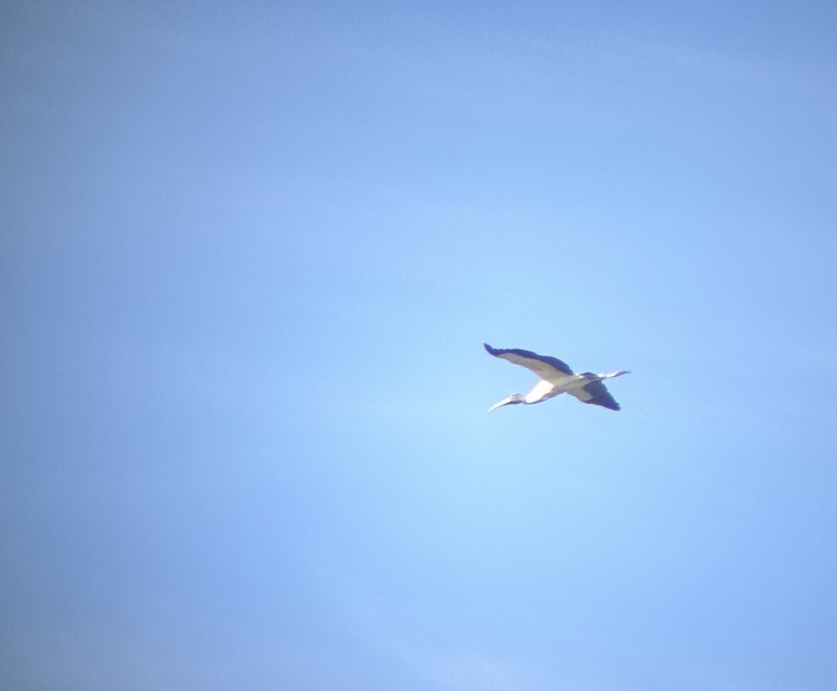 Wood Stork - ML618029766